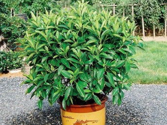 廣州鮮花綠植全周期服務(wù) 出租、銷售、租賃、出擺與專業(yè)養(yǎng)護(hù)一體化解決方案