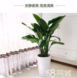 綠植租賃、花卉租擺與小區(qū)園林綠化 設(shè)計(jì)、施工與養(yǎng)護(hù)一體化服務(wù)
